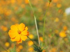Mexican Aster, Cosmos, Compositae, Cosmos sulphureus yellow and orange color blooming springtime in garden on blurred of nature background photo