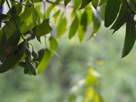 Thai Plango, Golden dragon, Sweet Yellow Marian Plum, as maprang fruit ripe fresh on tree blurred of nature background photo