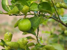Lemon on the tree blurred of nature background, plant Sour taste fruit photo