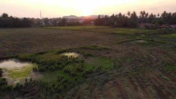 Fly over paddy field after harvested video