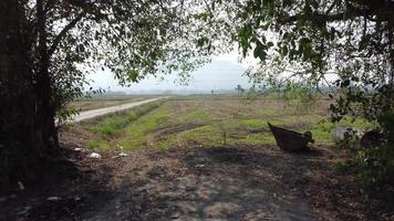 Aerial fly through tree towards paddy field video