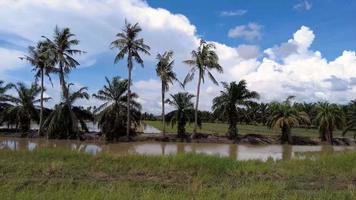 glijden over kokos- en oliepalmboom video