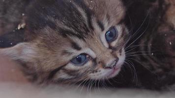 Newborn Stray Kitten Looking Camera video