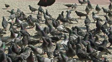 troupeau de pigeons sauvages de la ville volant sur un sol en béton video
