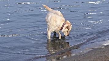 cachorro fofo andando no mar para se refrescar na praia em clima quente e olhando para a câmera video