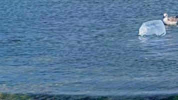 mouette coincée dans un sac en plastique alors qu'elle flottait dans la mer video