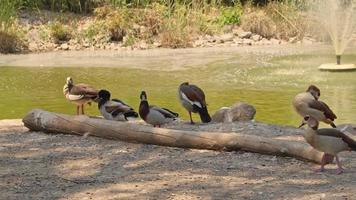 Wildenten, die sich am wunderschönen See ausruhen video