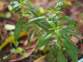 King of bitters Andrographis paniculata Burm, Wall. Ex Nees, Fah Talai jhon, Thai herbs relieve sore throat, reduce fever, heat up the cold green leaves vegetable nature protect coronavirus, covid-19 photo