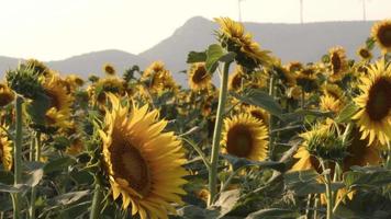 gouden zonnebloemen veld landschap beelden. video