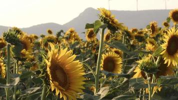 metraggio del paesaggio del campo dei girasoli dorati. video