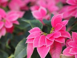 estrella de navidad, árbol de hojas verdes y rosas de flor de pascua que florece en el fondo de la naturaleza del jardín foto
