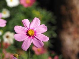 Pink color flower, sulfur Cosmos, Mexican Aster flowers are blooming beautifully springtime in the garden, blurred of nature background photo