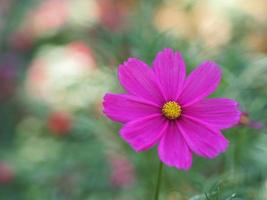 Dark Pink color flower, sulfur Cosmos, Mexican Aster flowers are blooming beautifully springtime in the garden, blurred of nature background