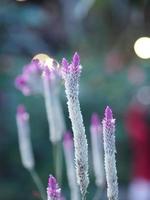 Celosia spicata Spreng A bouquet of flowers, a cascade bouquet. Out by the end of the flower branches, white, light pink to dark pink. There are many small flowers blooming in gardennature background photo