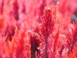 Cocks comb, Foxtail amaranth, red color Celosia argentea AMARANTHACEAE flowers blooming in garden blurred of nature background, Celosia plumose, Plumed Celusia, Wool Flower photo