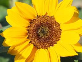 planta de girasol pequeña flor amarilla que florece en el jardín borrosa de fondo natural foto