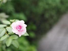 pink rose flower arrangement Beautiful bouquet on blurred of nature background symbol love Valentine Day beautiful in nature photo