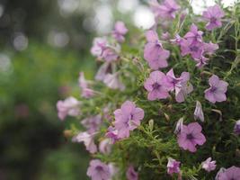 Wave pink Cascade color, Solanaceae, Petunia hybrid Vilm, Large petals Grandiflora Singles violet purple flower in a plastic pot blooming in garden on blurred nature background hanging on the tree photo