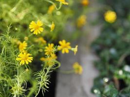 Small yellow flower blooming in garden blurred of nature background photo