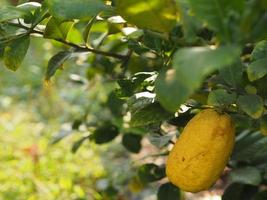 lime, yellow lemon on the tree blurred of nature background, plant Sour taste fruit photo
