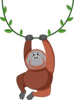 Orangutan hanging on liana vector