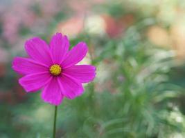 Dark Pink color flower, sulfur Cosmos, Mexican Aster flowers are blooming beautifully springtime in the garden, blurred of nature background photo
