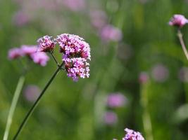 Verbena bouquet Small violet flower blooming in garden blurred of nature background, copy space concept for write text design in front background for banner, card, wallpaper, webpage photo