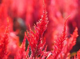 Cocks comb, Foxtail amaranth, red color Celosia argentea AMARANTHACEAE flowers blooming in garden blurred of nature background, Celosia plumose, Plumed Celusia, Wool Flower photo