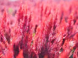 Cocks comb, Foxtail amaranth, red color Celosia argentea AMARANTHACEAE flowers blooming in garden blurred of nature background, Celosia plumose, Plumed Celusia, Wool Flower photo