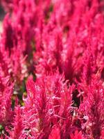 Cocks comb, Foxtail amaranth, red color Celosia argentea AMARANTHACEAE flowers blooming in garden blurred of nature background, Celosia plumose, Plumed Celusia, Wool Flower photo