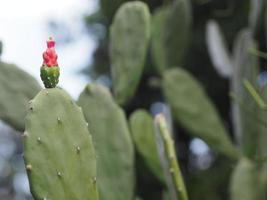 Cactus tree green trunk has sharp spikes around with flower blooming photo