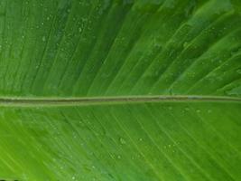 Drop rain on Banana fresh leaf abstract pattern line green nature background photo