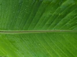 Drop rain on Banana fresh leaf abstract pattern line green nature background photo