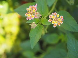 Colorful pink yellow color flower Lantana camara, Verbenaceae semi pointed shrub pointed leaf edge sawtooth blooming in garden blurred of nature background space for copy writer photo