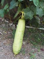 luffa acutangular, Cucurbitaceae green vegetable fresh in garden on nature background photo