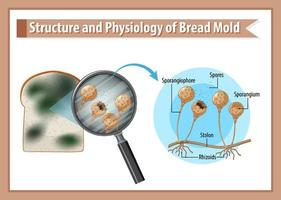 Structure and Physiology of Bread Mold vector