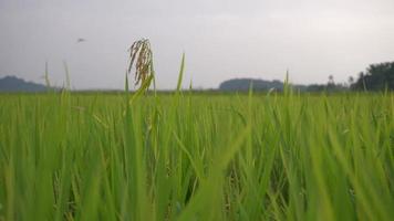 Close up rice paddy video