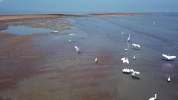 Egret birds fly at coastal video