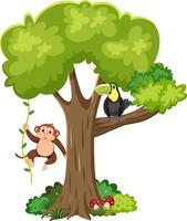 Monkey and toucan bird on a tree vector