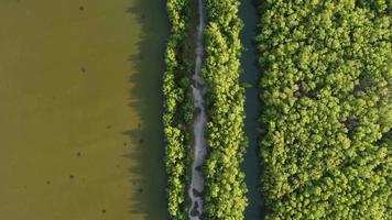 vista de drone olhar para baixo da árvore de mangue video