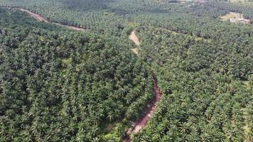 Aerial curve rural red soil path in oil palm