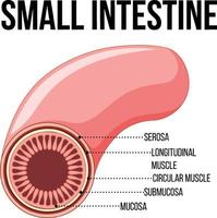 Diagram showing small intestine vector