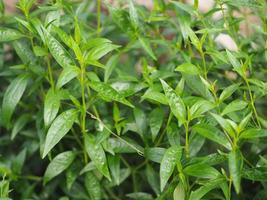 hierbas tailandesas rey del amargo nombre científico andrographis paniculate burm, fah talai john, planta de árbol vegetal verde que florece en el jardín naturaleza proteger coronavirus, covid-19 foto