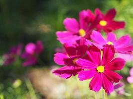Purple, dark Pink color flower, sulfur Cosmos, Mexican Aster flowers are blooming beautifully springtime in the garden, blurred of nature background photo