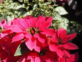 estrella de navidad, árbol de hojas verdes y rosas de flor de pascua que florece en el fondo de la naturaleza del jardín foto