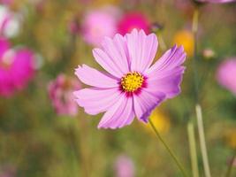 Pink color flower, sulfur Cosmos, Mexican Aster flowers are blooming beautifully springtime in the garden, blurred of nature background