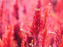 Cocks comb, Foxtail amaranth, red color Celosia argentea AMARANTHACEAE flowers blooming in garden blurred of nature background, Celosia plumose, Plumed Celusia, Wool Flower photo