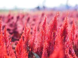 Cocks comb, Foxtail amaranth, red color Celosia argentea AMARANTHACEAE flowers blooming in garden blurred of nature background, Celosia plumose, Plumed Celusia, Wool Flower photo