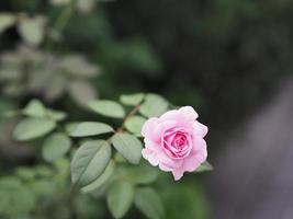 rosa rosa arreglo floral hermoso ramo en el fondo borroso de la naturaleza símbolo amor día de san valentín hermoso en la naturaleza foto