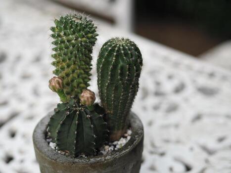el tronco verde del árbol de cactus tiene puntas afiladas alrededor con una flor que florece en una maceta de terracota foto